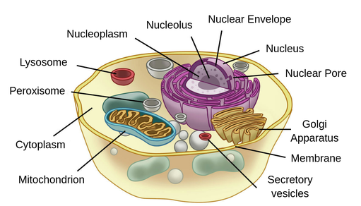 Cell Structure