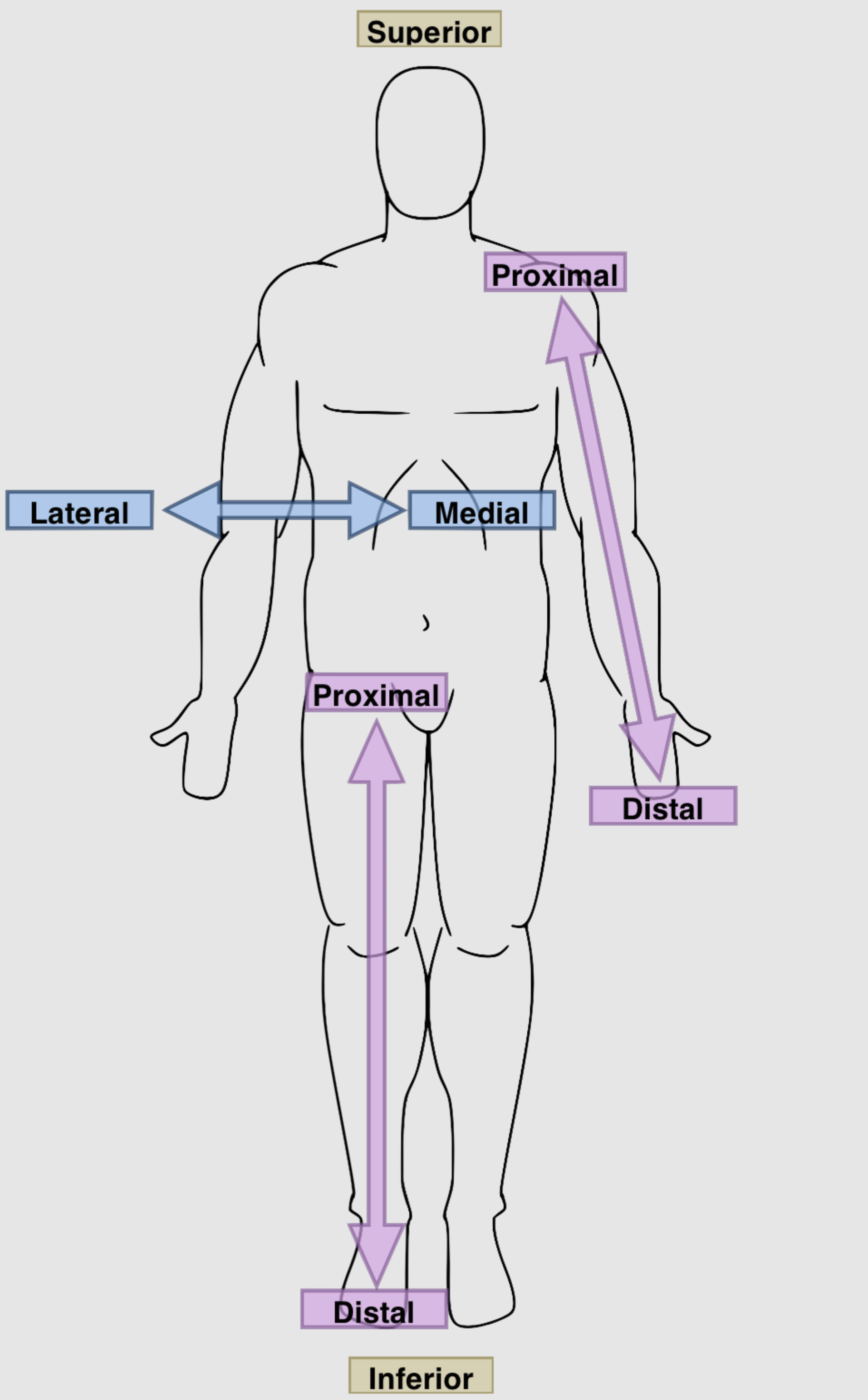 Anatomical Position