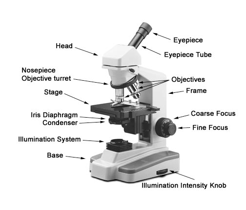 Anatomical Position