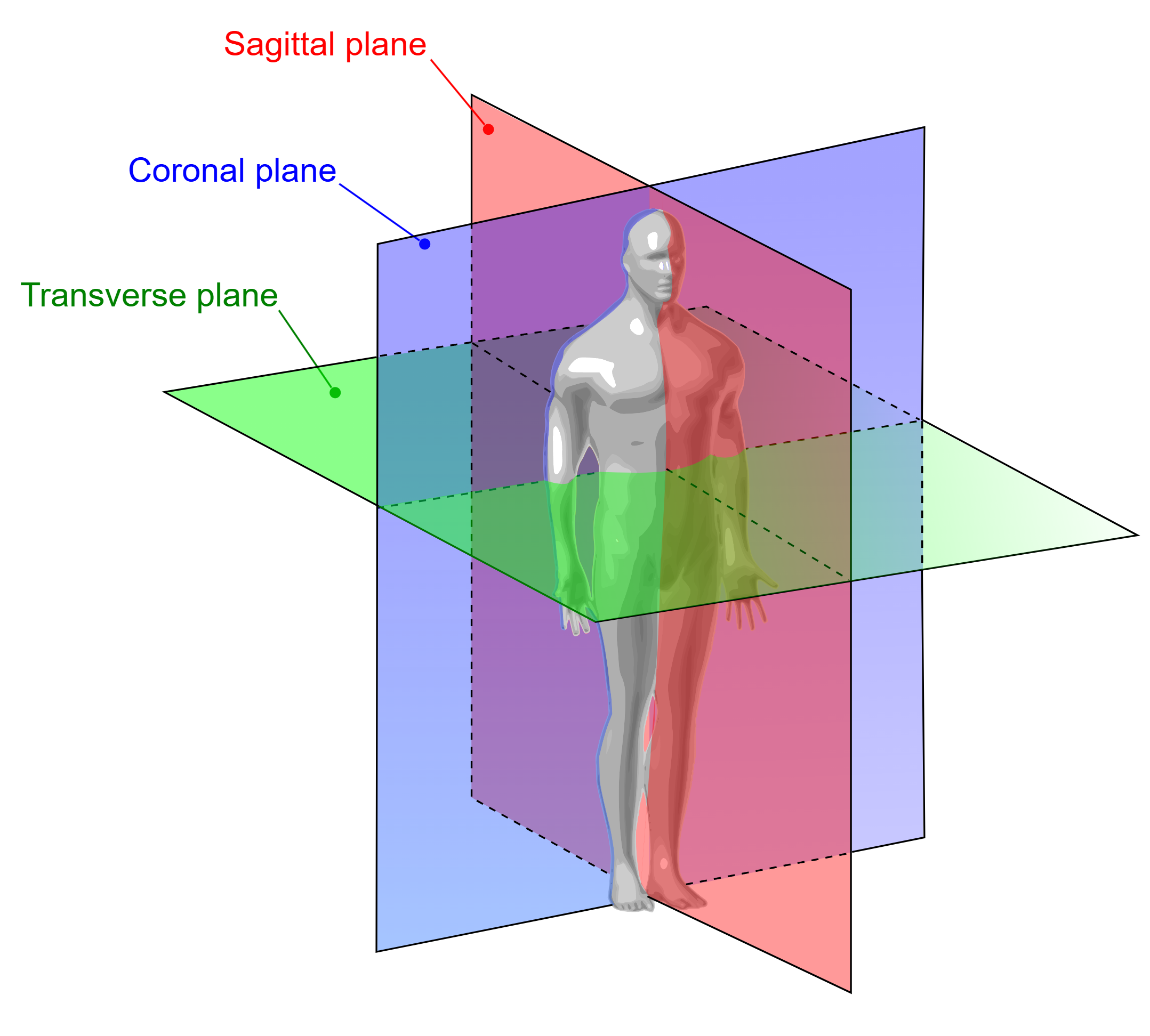 Anatomical Position